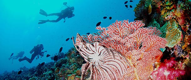 Anilao Batangas Diving