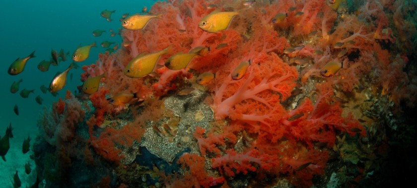 Malapascua Diving - Photo by Jeremy Cuff