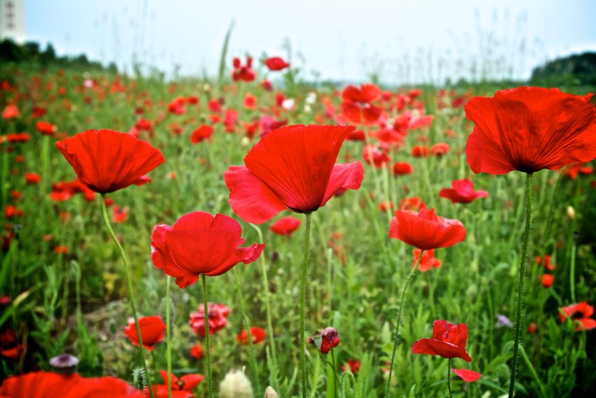 Poppy Garden