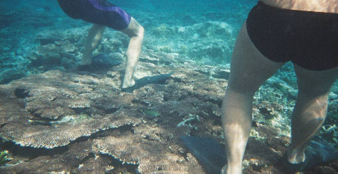 Damaging Corals in El Nido