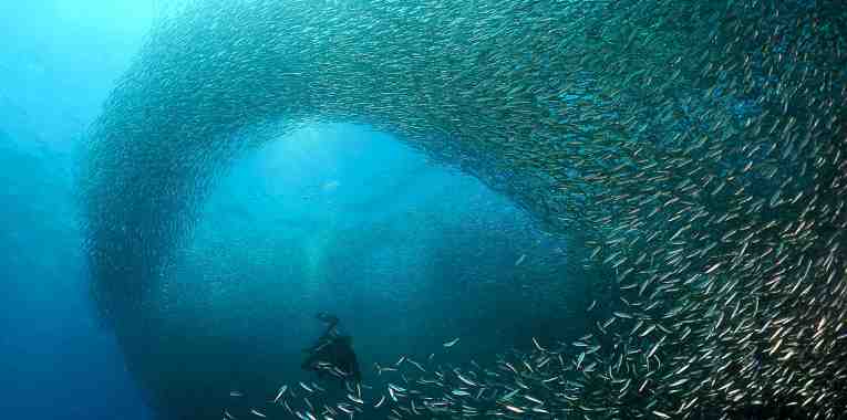 Amazing sardine run