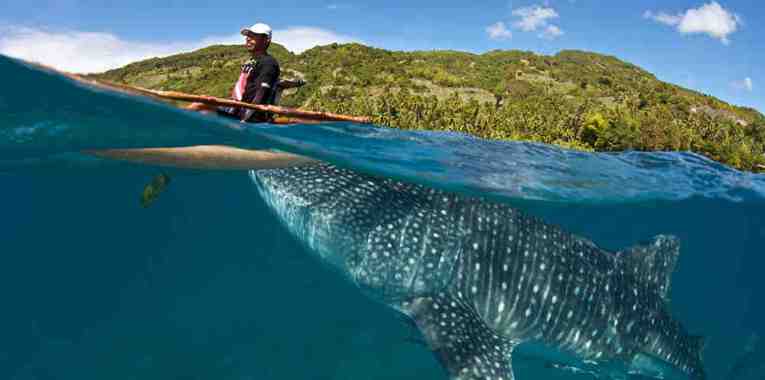 World famous whale shark tour at Oslob