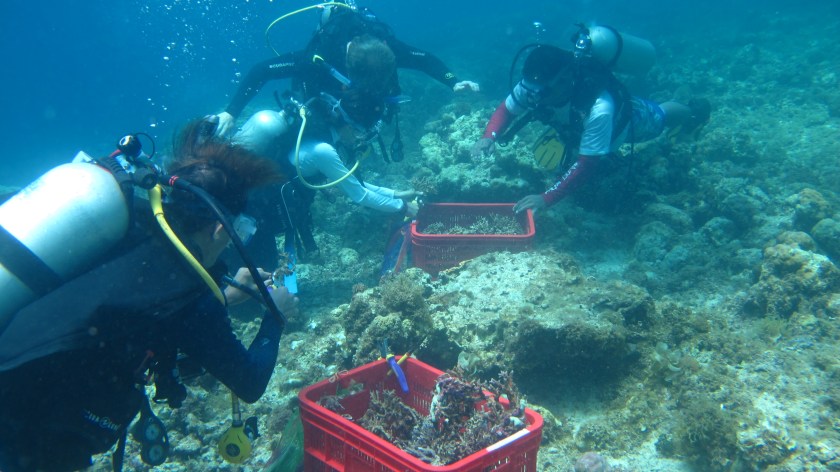 Damaged Corals - journeytothephilippines