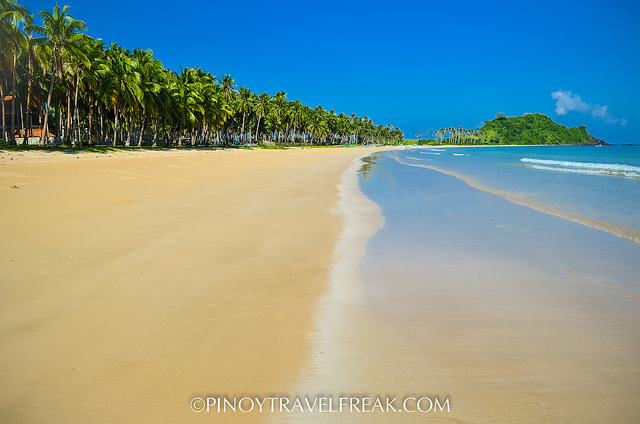 Long line of coconut trees along Nacpan shore.
