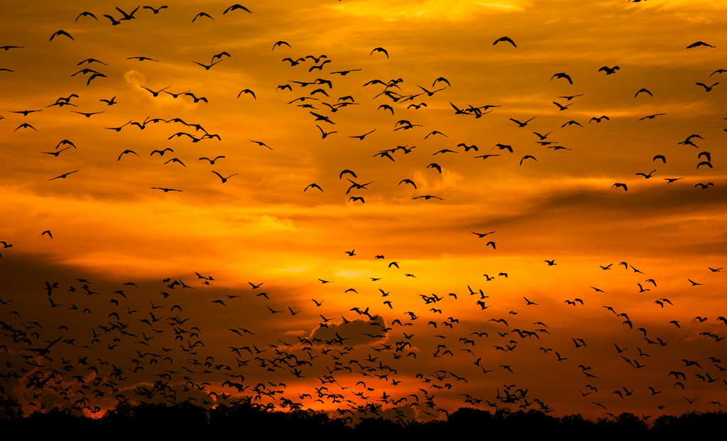 Kakadu National Park - Birds