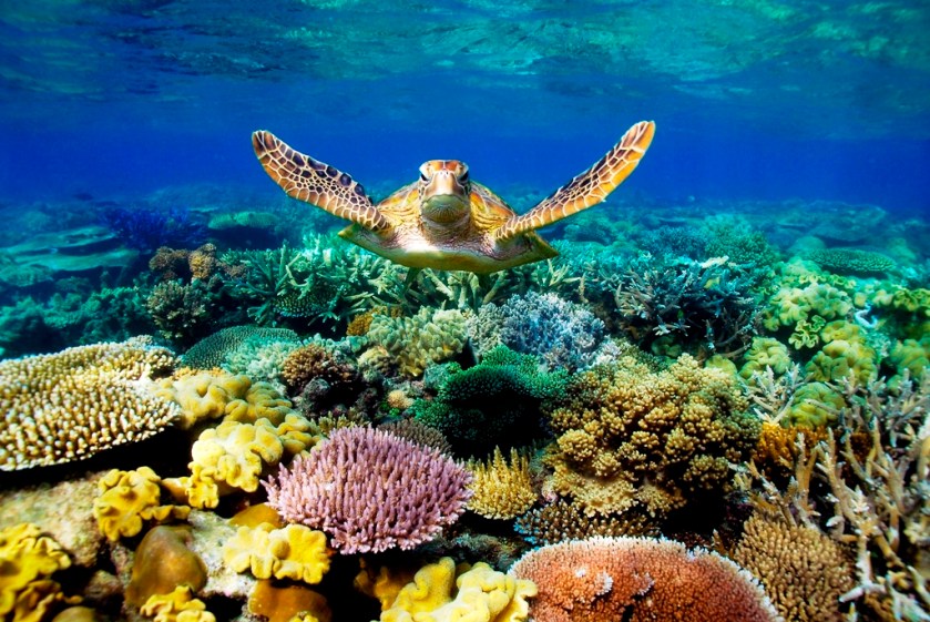 Australia - Great Barrier Reefs Photo