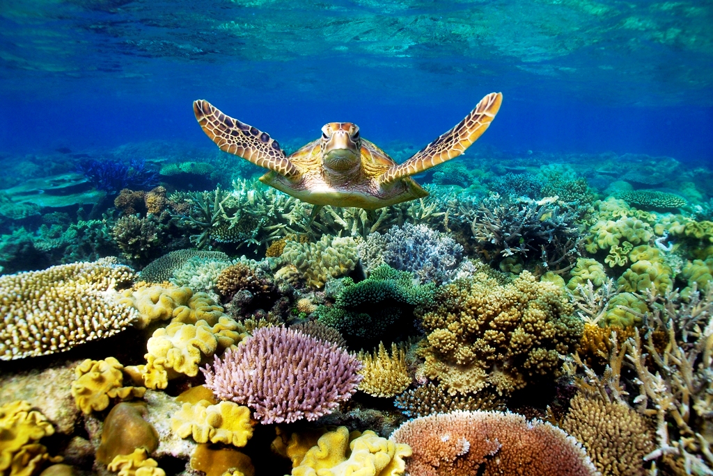 Australia - Great Barrier Reefs Photo