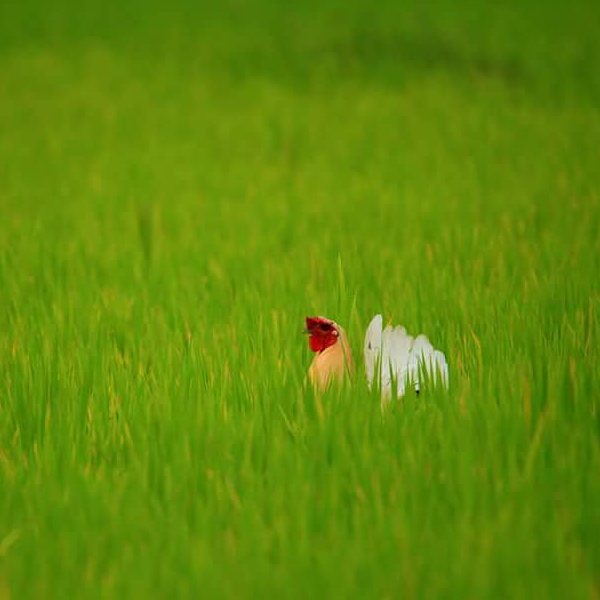 calamianesexpeditionsTiktilaok Sa Palayan