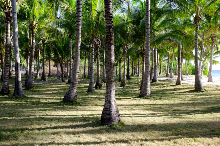 Coconut Trees at Cuatros Islas in Leyte Stunning Photo