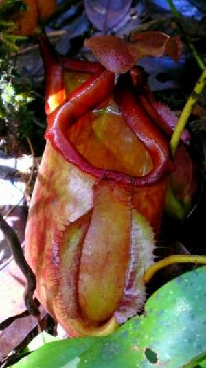 Pitcher Plant found at Mt. Bloomfield in Palawan